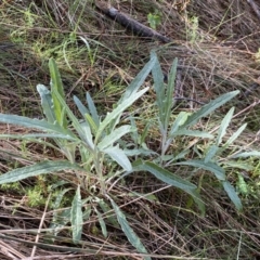 Senecio quadridentatus (Cotton Fireweed) at Mount Majura - 17 Sep 2022 by SteveBorkowskis
