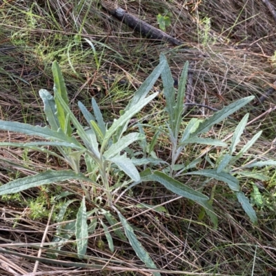 Senecio quadridentatus (Cotton Fireweed) at Watson, ACT - 18 Sep 2022 by SteveBorkowskis