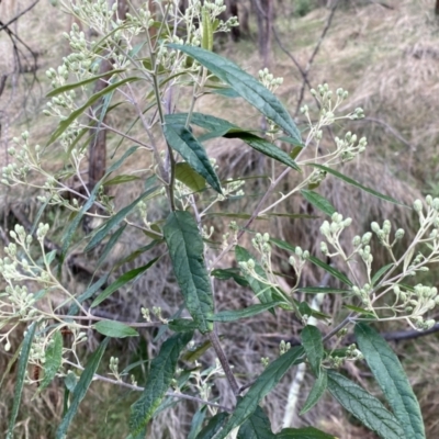 Olearia lirata (Snowy Daisybush) at Mount Majura - 17 Sep 2022 by SteveBorkowskis