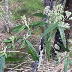 Olearia lirata at Watson, ACT - 18 Sep 2022 09:30 AM