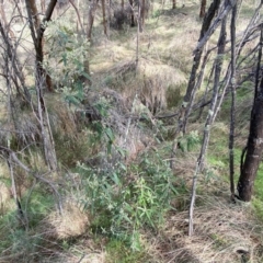 Olearia lirata at Watson, ACT - 18 Sep 2022 09:30 AM