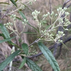 Olearia lirata at Watson, ACT - 18 Sep 2022