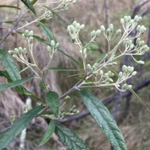 Olearia lirata at Watson, ACT - 18 Sep 2022