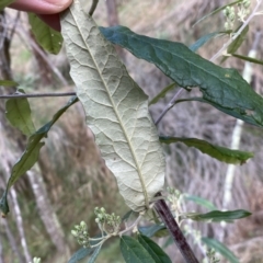 Olearia lirata at Watson, ACT - 18 Sep 2022