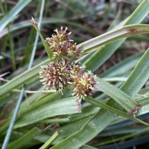 Luzula densiflora at Watson, ACT - 18 Sep 2022