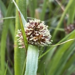 Luzula densiflora at Watson, ACT - 18 Sep 2022