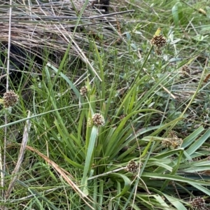 Luzula densiflora at Watson, ACT - 18 Sep 2022