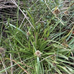 Luzula densiflora at Watson, ACT - 18 Sep 2022