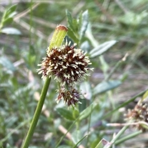 Luzula densiflora at Watson, ACT - 18 Sep 2022