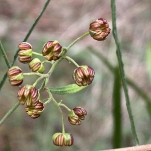 Dodonaea viscosa subsp. angustifolia at Watson, ACT - 18 Sep 2022