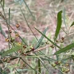 Dodonaea viscosa subsp. angustifolia at Watson, ACT - 18 Sep 2022