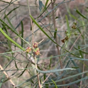 Dodonaea viscosa subsp. angustifolia at Watson, ACT - 18 Sep 2022
