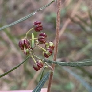 Dodonaea viscosa subsp. angustifolia at Watson, ACT - 18 Sep 2022