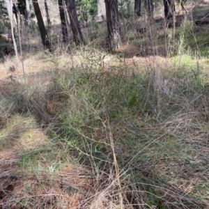 Dodonaea viscosa subsp. angustifolia at Watson, ACT - 18 Sep 2022