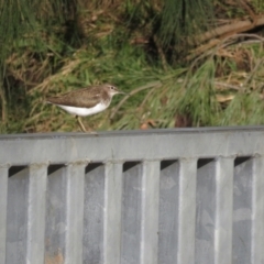 Actitis hypoleucos (Common Sandpiper) at Greenway, ACT - 18 Sep 2022 by TomW