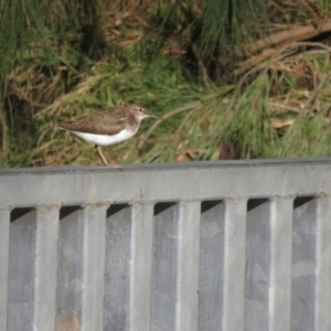 Actitis hypoleucos at Greenway, ACT - 18 Sep 2022