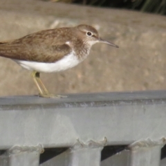 Actitis hypoleucos at Greenway, ACT - 18 Sep 2022