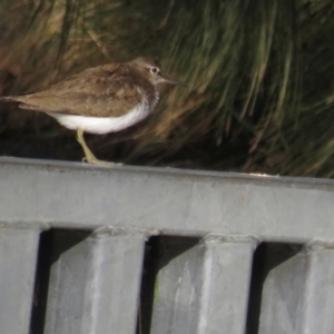 Actitis hypoleucos at Greenway, ACT - 18 Sep 2022