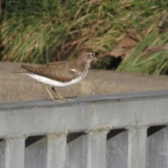 Actitis hypoleucos at Greenway, ACT - 18 Sep 2022