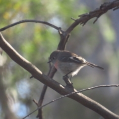 Petroica boodang (Scarlet Robin) at Carwoola, NSW - 25 Jun 2022 by TomW