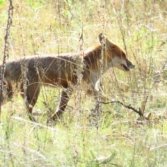 Vulpes vulpes (Red Fox) at Carwoola, NSW - 25 Jun 2022 by BenW