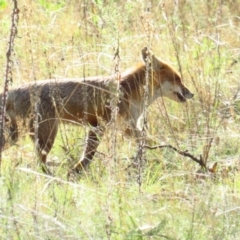 Vulpes vulpes (Red Fox) at Carwoola, NSW - 25 Jun 2022 by TomW