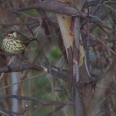 Pyrrholaemus sagittatus (Speckled Warbler) at Callum Brae - 4 Jun 2022 by TomW