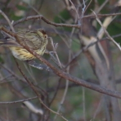 Pyrrholaemus sagittatus at Jerrabomberra, ACT - 4 Jun 2022