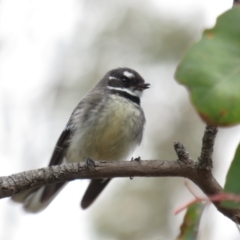 Rhipidura albiscapa (Grey Fantail) at Red Hill Nature Reserve - 20 Aug 2022 by TomW