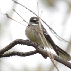 Rhipidura albiscapa at Red Hill, ACT - 20 Aug 2022 11:03 AM