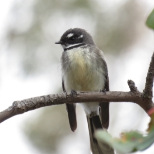 Rhipidura albiscapa at Red Hill, ACT - 20 Aug 2022 11:03 AM