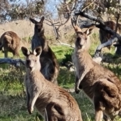 Macropus giganteus (Eastern Grey Kangaroo) at Mount Mugga Mugga - 18 Sep 2022 by Mike