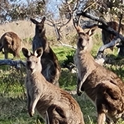 Macropus giganteus (Eastern Grey Kangaroo) at Mount Mugga Mugga - 18 Sep 2022 by Mike