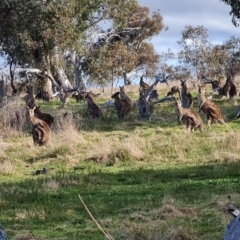 Macropus giganteus at Jerrabomberra, ACT - 18 Sep 2022