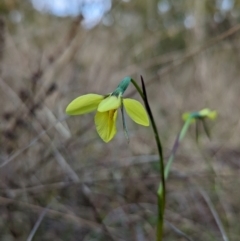 Diuris chryseopsis (Golden Moth) at Molonglo Valley, ACT - 17 Sep 2022 by Rebeccajgee