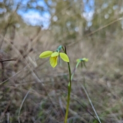 Diuris chryseopsis at Molonglo Valley, ACT - 18 Sep 2022