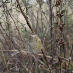 Mantidae (family) (Egg case of praying mantis) at Black Mountain - 17 Sep 2022 by Rebeccajgee