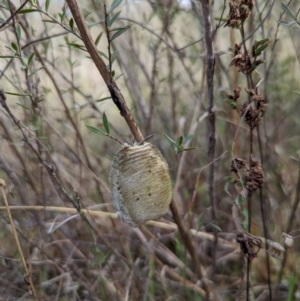 Mantidae - egg case (family) at Molonglo Valley, ACT - 18 Sep 2022 09:57 AM