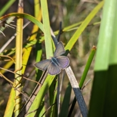 Erina (genus) (A dusky blue butterfly) at Black Mountain - 18 Sep 2022 by Rebeccajgee