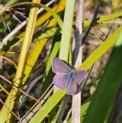 Erina sp. (genus) at Molonglo Valley, ACT - 18 Sep 2022 10:17 AM