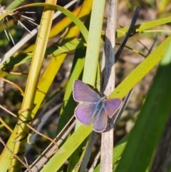 Erina (genus) at Molonglo Valley, ACT - 18 Sep 2022