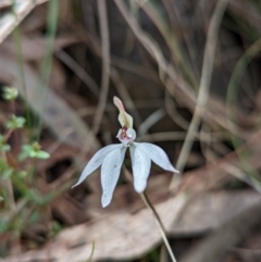 Caladenia fuscata (Dusky Fingers) at Molonglo Valley, ACT - 18 Sep 2022 by Rebeccajgee