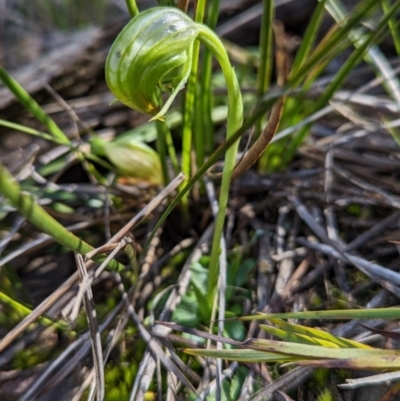 Pterostylis nutans (Nodding Greenhood) at Molonglo Valley, ACT - 18 Sep 2022 by Rebeccajgee