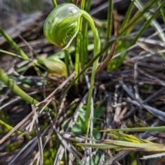 Pterostylis nutans (Nodding Greenhood) at Molonglo Valley, ACT - 18 Sep 2022 by Rebeccajgee