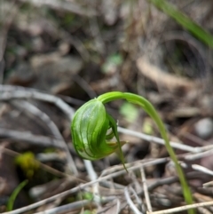 Pterostylis nutans at Molonglo Valley, ACT - suppressed