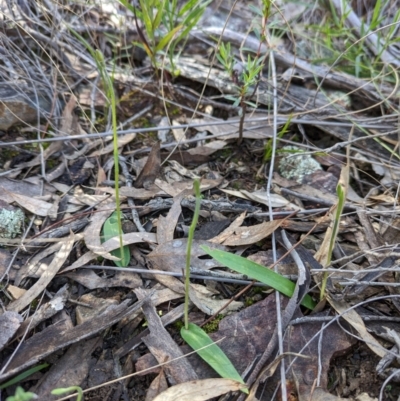 Caladenia sp. (A Caladenia) at Molonglo Valley, ACT - 18 Sep 2022 by Rebeccajgee