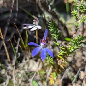 Cyanicula caerulea at Bruce, ACT - suppressed