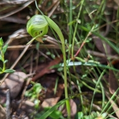 Pterostylis nutans (Nodding Greenhood) at Point 5204 - 18 Sep 2022 by Rebeccajgee