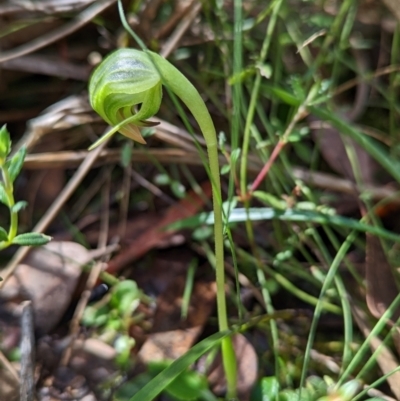 Pterostylis nutans (Nodding Greenhood) at Point 5204 - 18 Sep 2022 by Rebeccajgee