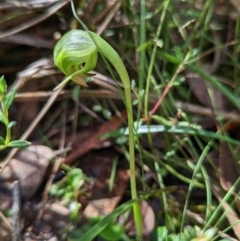 Pterostylis nutans (Nodding Greenhood) at Point 5204 - 18 Sep 2022 by Rebeccajgee